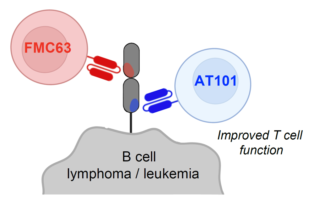 An illustration of CAR T cell therapy with a new binding mechanism.